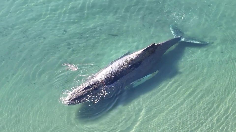Zeit für gestrandeten Wal an Ostseestrand wird knapp