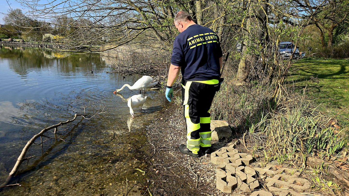 Ein Schwan in Mannheim hat wohl wegen falschen Futters einen verformten Flügel. Foto: -/Stadt Mannheim/dpa