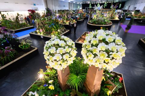 Die laut eigenen Angaben weltgrößte Orchideenschau ist im Rahmen der Publikumsmesse "Dresdner Ostern" zu sehen. Foto: Robert Mic