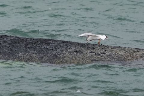 Der Wal ist größer als bisher vermutet. Foto: Marcus Brandt/dpa