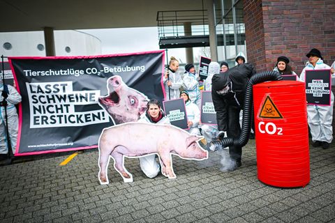 Die Betäubung von Schweinen durch das Gas CO2 ist umstritten - Tierschützer wollen gerichtlich prüfen lassen, ob das Verfahren e