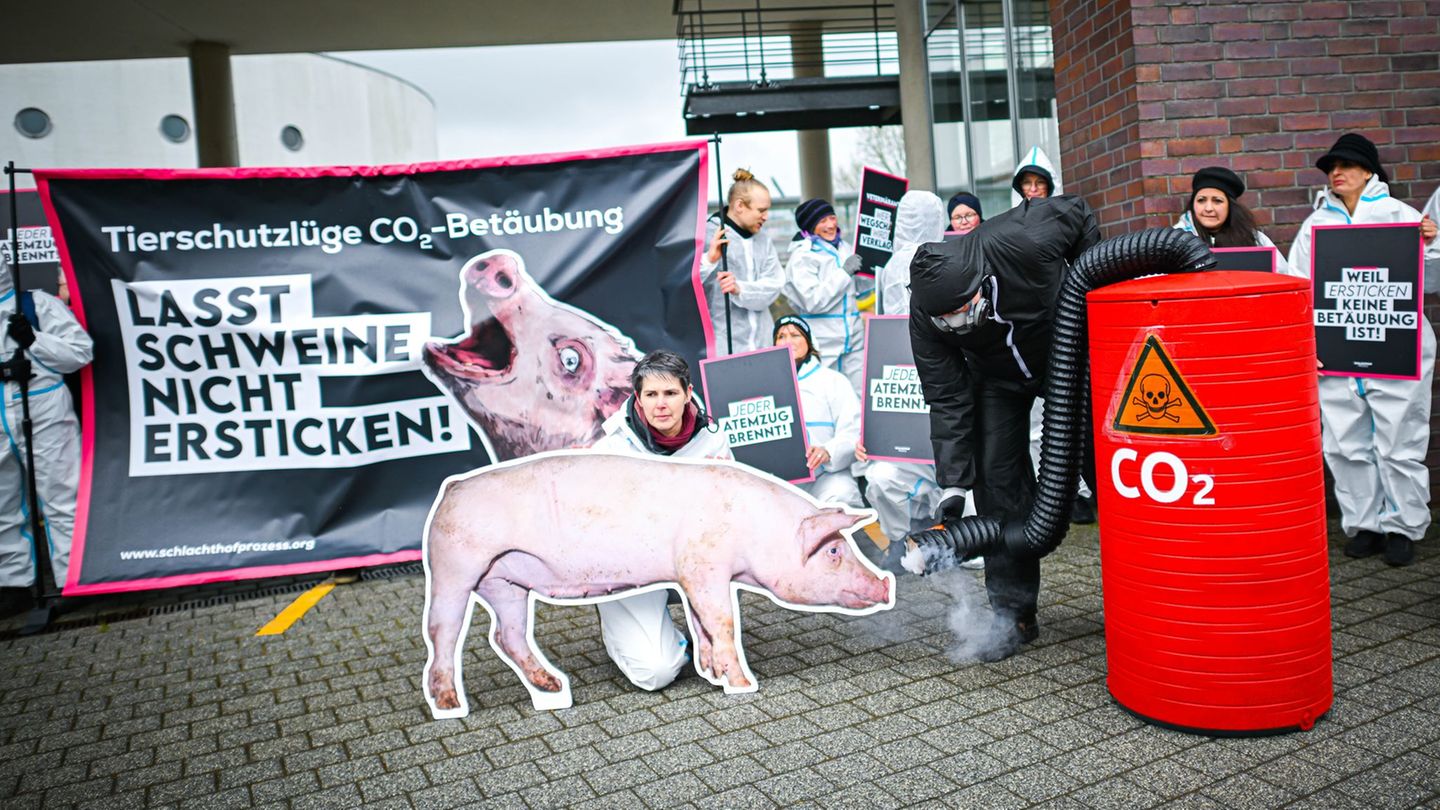 Sorge um leidende Schweine: Umstrittene Schlachthof-Betäubungsmethode kommt vor Gericht