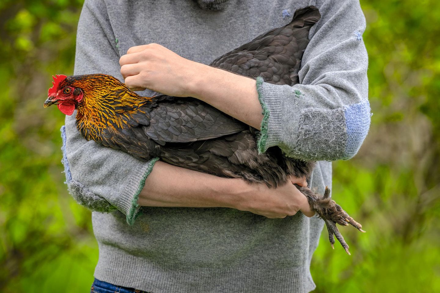 Wie man einen gackernden Dudelsack richtig hält