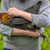 Wie man einen gackernden Dudelsack richtig hält