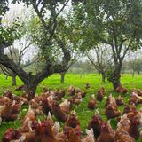 Bäume geben frei laufenden Hühnern ein sicheres Gefühl