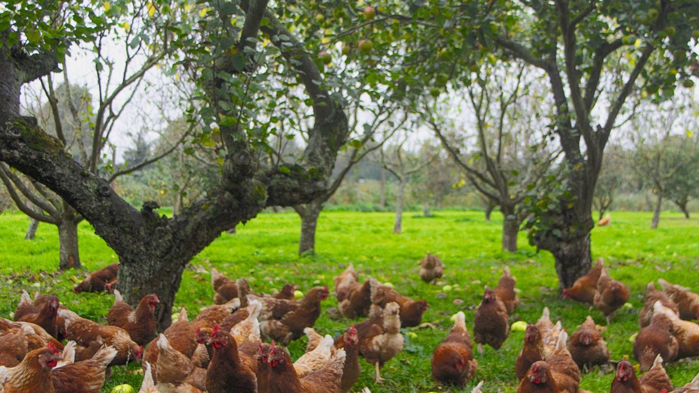 Bäume geben frei laufenden Hühnern ein sicheres Gefühl