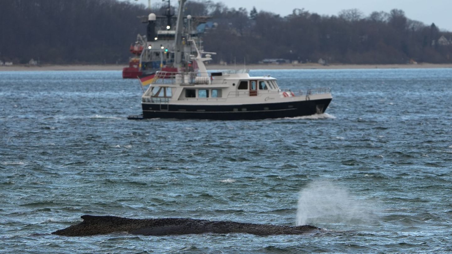 Seit Montag sitzt der Wal auf der Sandbank fest. Foto: Marcus Brandt/dpa