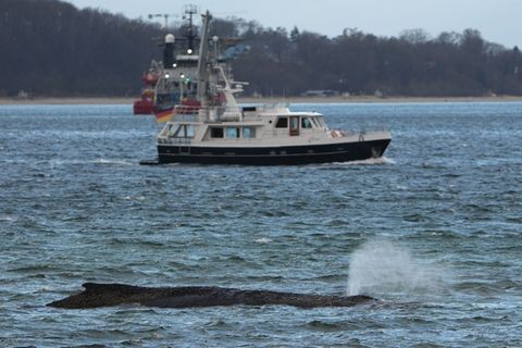 Seit Montag sitzt der Wal auf der Sandbank fest. Foto: Marcus Brandt/dpa