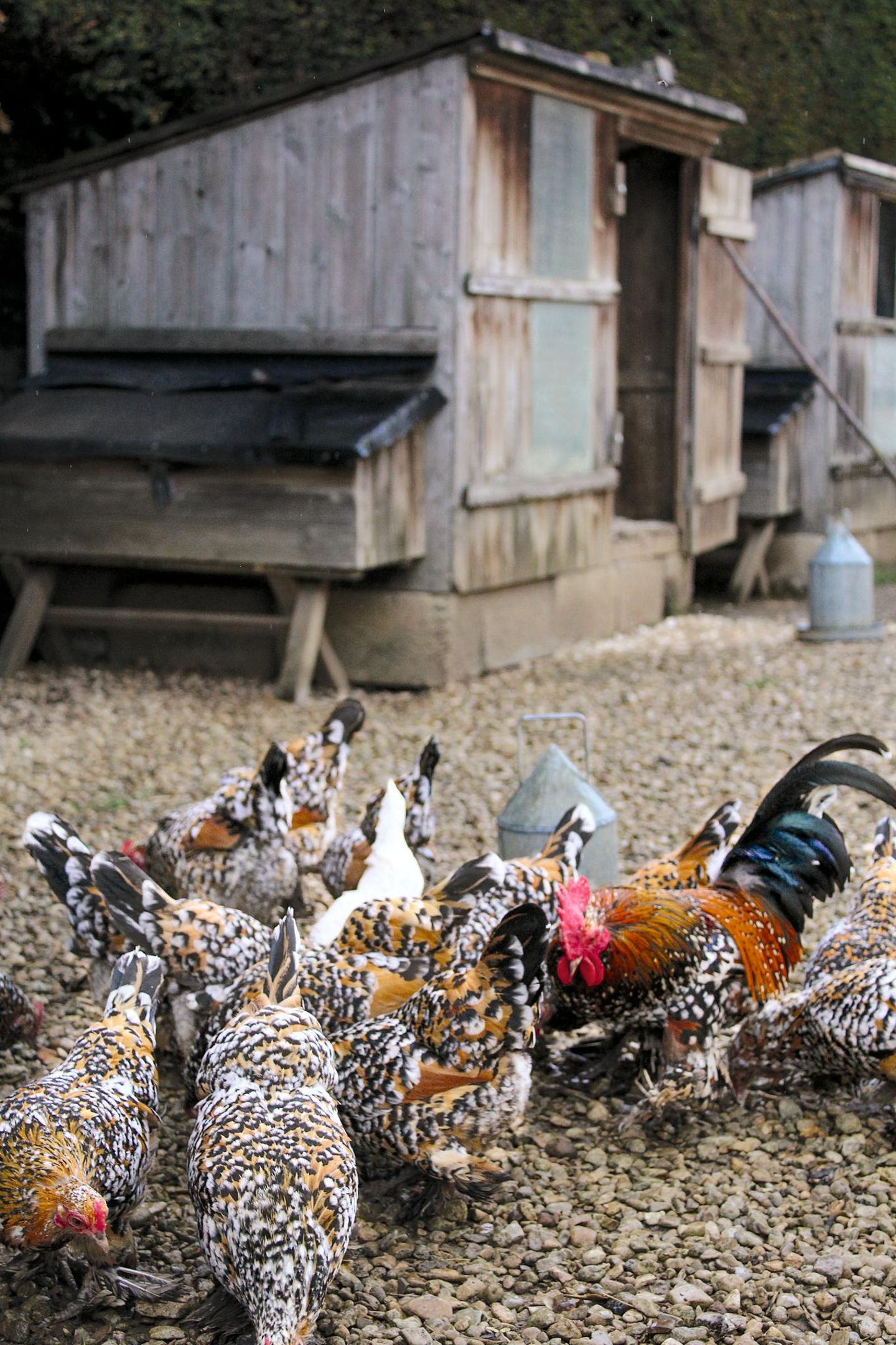Traditioneller Hühnerstall für Federfüßige Zwerghühner in Rousham, Oxfordshire