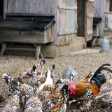 Traditioneller Hühnerstall für Federfüßige Zwerghühner in Rousham, Oxfordshire