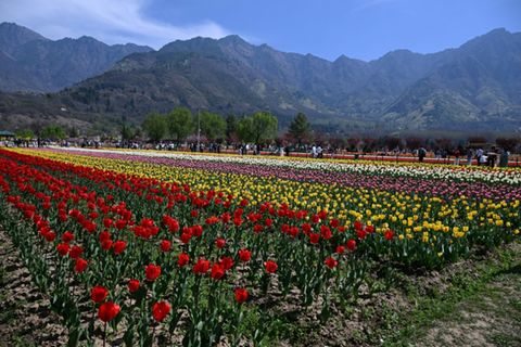 Tulpen in Kaschmir
