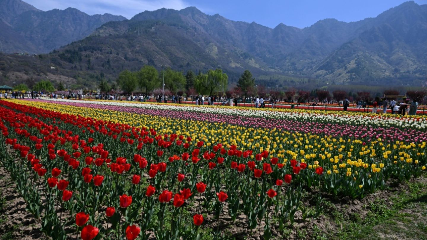 Tulpen in Kaschmir