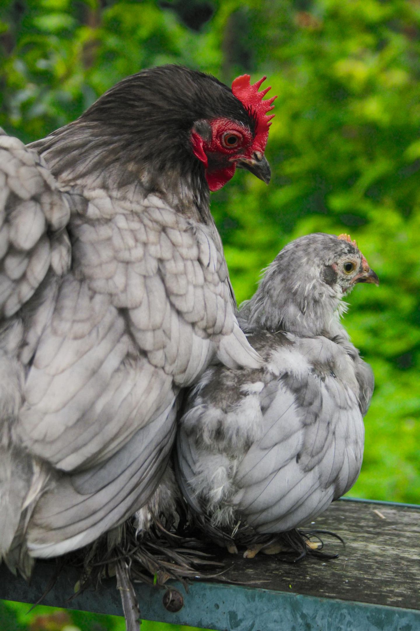 Eine Mutter beschützt ihr Küken