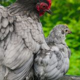 Eine Mutter beschützt ihr Küken