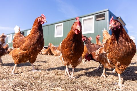 Geflügelbetriebe werden aufgefordert, ihre Tiere impfen zu lassen. (Symbolbild) Foto: Christian Lademann/dpa
