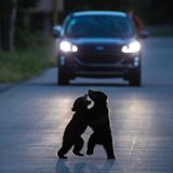 Zwei Jungbären spielen auf einer Straße, im Hintergrund nähert sich ein Auto