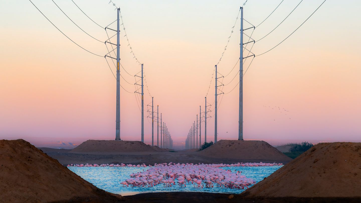 Eine Gruppe von Flamingos hebt sich deutlich von der kargen industriellen  Kulisse der Stromleitungen ab