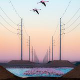 Eine Gruppe von Flamingos hebt sich deutlich von der kargen industriellen  Kulisse der Stromleitungen ab