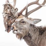 Ein Sikahirsch trägt den abgetrennten Kopf eines rivalisierenden  Männchens, das nach ihrem Kampf gestorben war