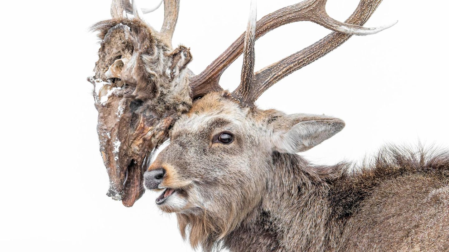 Ein Sikahirsch trägt den abgetrennten Kopf eines rivalisierenden  Männchens, das nach ihrem Kampf gestorben war