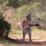 Ein junger Luchs wirft ein Nagetier spielerisch in die Luft, bevor  er es tötet und verschlingt.