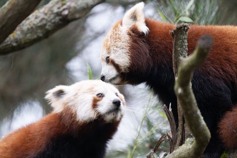 Die beiden Kleinen Pandas Jackia und Shan leben seit einigen Tagen in Dresden. Foto: Sebastian Kahnert/dpa
