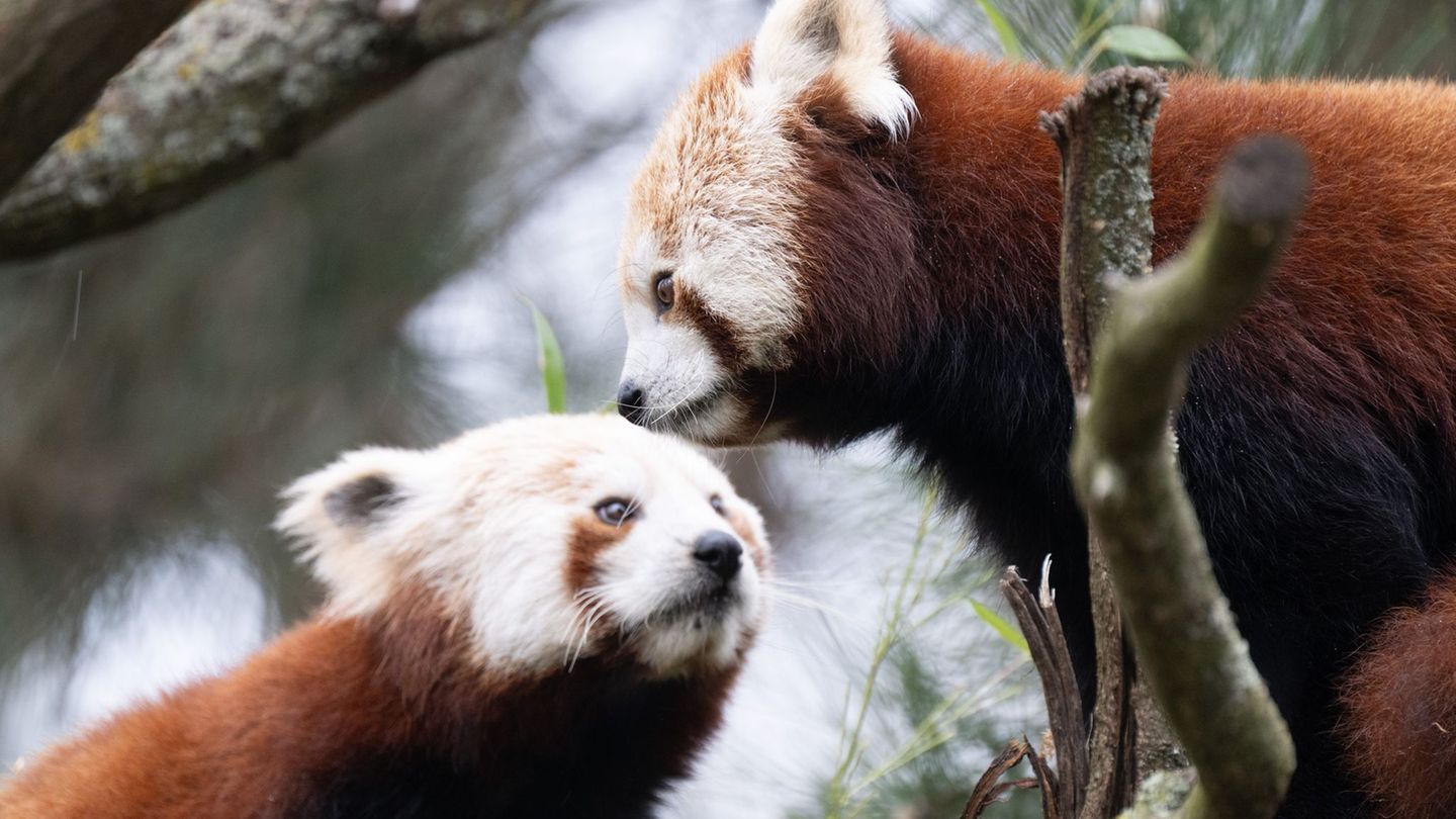 Die beiden Kleinen Pandas Jackia und Shan leben seit einigen Tagen in Dresden. Foto: Sebastian Kahnert/dpa