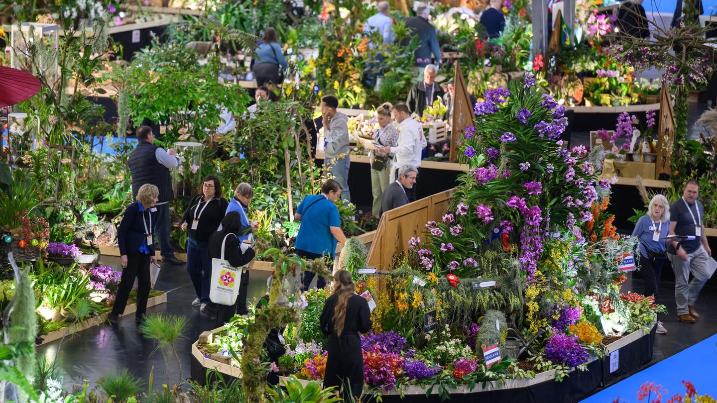 Dresden, Deutschland. Auf der weltgrößten Orchideenschau, die während der Publikumsmesse „Dresdner Ostern“ veranstaltet wird, floriert die Natur in Grün, Violett und Gelb. Mehr als 100 Züchter und Gärtnereien aus fünf Kontinenten präsentieren botanische Arten, Hybriden und thematisch gestaltete Pflanzenschauen. Parallel zur Messe findet die Weltorchideenkonferenz statt.