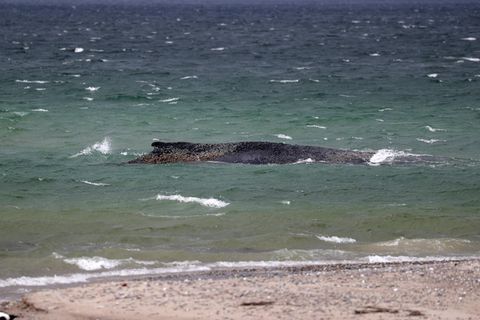 Wal auf Sandbank