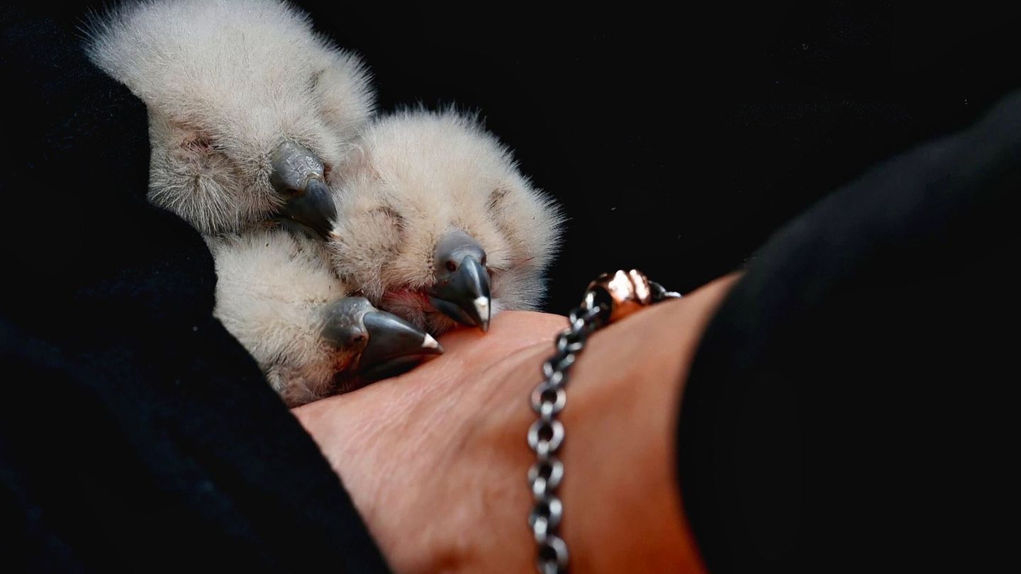 Die Uhu-Babys waren erst vor wenigen Tagen geschlüpft und standen durch die Kamera unter ständiger Beobachtung. Foto: Maik Dobbe