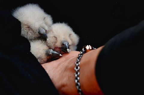 Die Uhu-Babys waren erst vor wenigen Tagen geschlüpft und standen durch die Kamera unter ständiger Beobachtung. Foto: Maik Dobbe