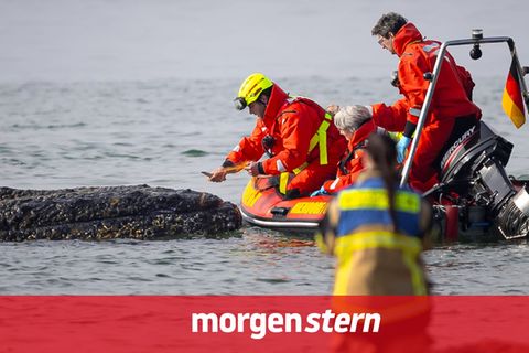 Seit Tagen versuchen Helferinnen und Helfer, den in der Lübecker Bucht gestrandeten Buckelwal zu befreien.