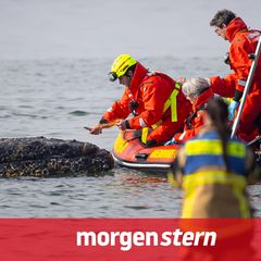 Seit Tagen versuchen Helferinnen und Helfer, den in der Lübecker Bucht gestrandeten Buckelwal zu befreien.