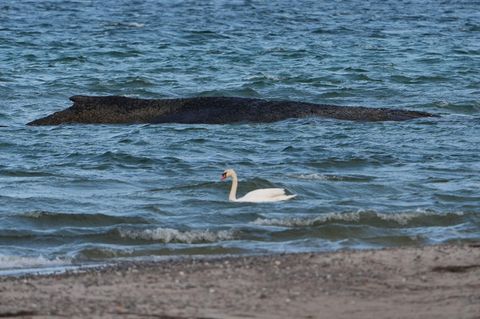 Ein Schwan schwimmt am gestrandeten Wal im Wasser der Ostsee vor der Seebrücke am Hafen Niendorf vorbei.