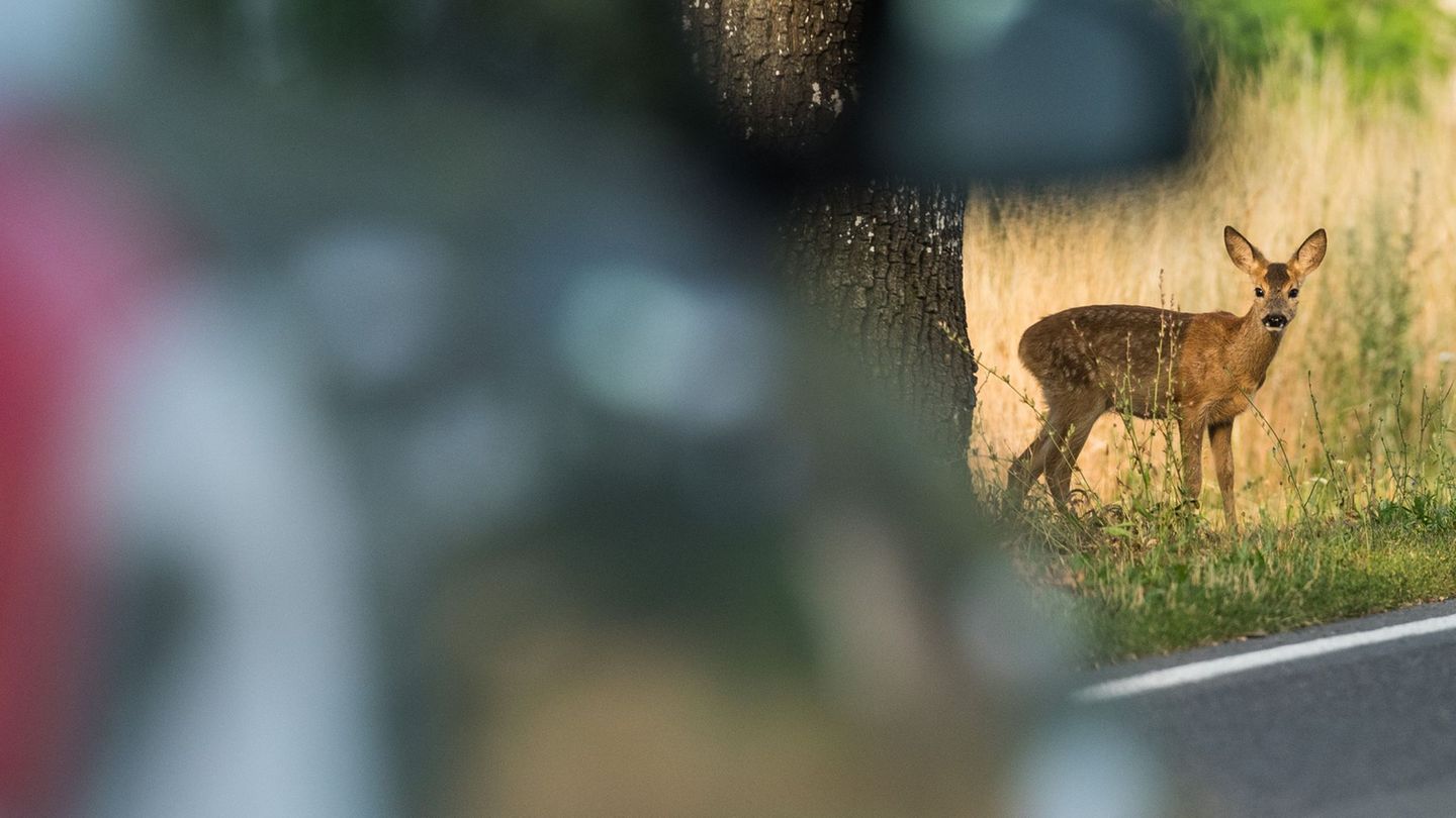 Große Vorsicht vor Wildtieren ist auf Straßen in der Nähe von Waldgebieten und Feldern geboten. (Symbolbild) Foto: Patrick Pleul