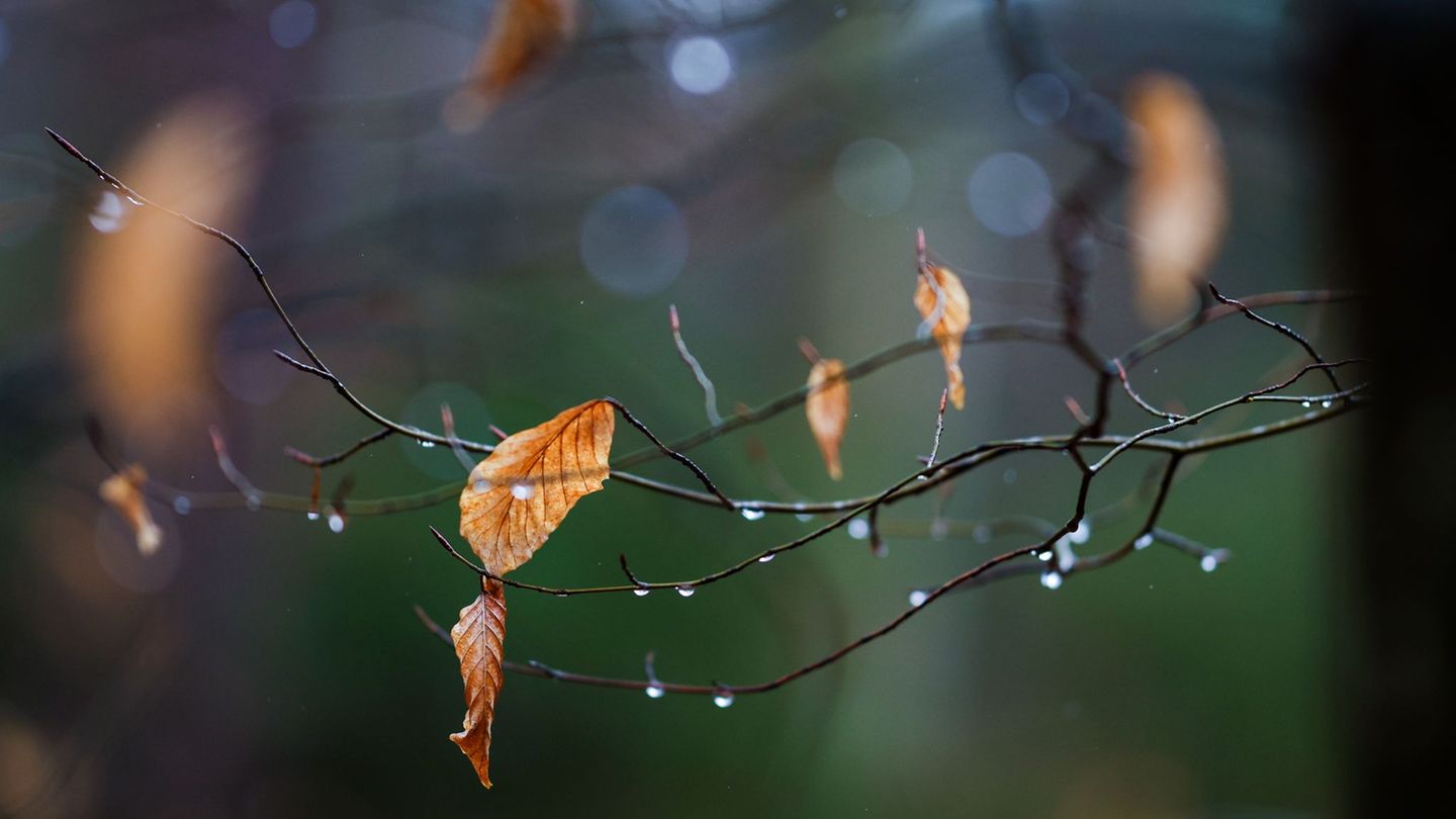 In den kommenden Tagen wird der Regenschirm zum Begleiter. (Symbolbild) Foto: Christoph Schmidt/dpa