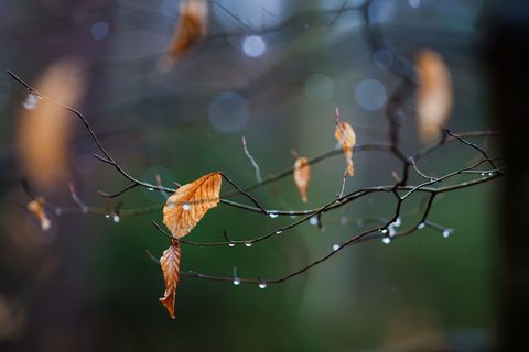 In den kommenden Tagen wird der Regenschirm zum Begleiter. (Symbolbild) Foto: Christoph Schmidt/dpa