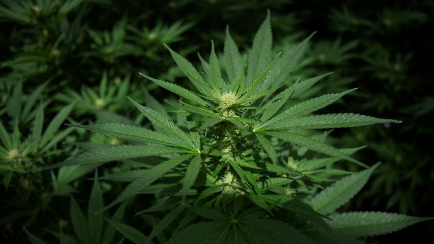 Cannabis-Pflanzen