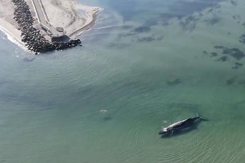 Ein Buckelwal liegt auf einer Sandbank in der Ostsee.