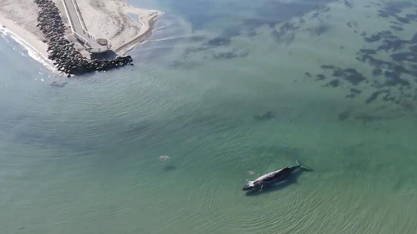 „Waterking“ im Einsatz: Wal-Rettung: So arbeitet der neue Schwimm-Bagger