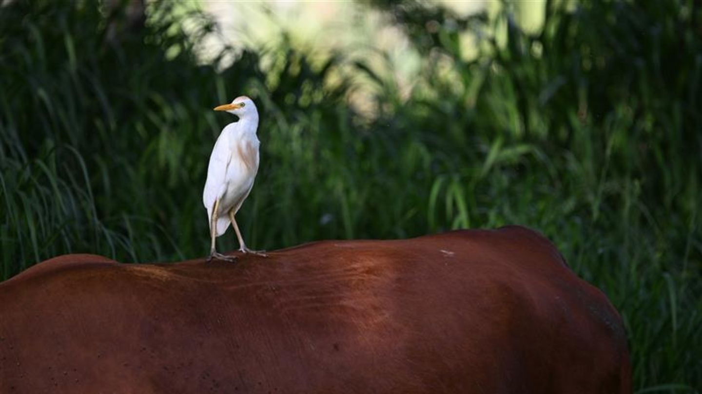 Neuntöter bis Kuhreiher: Wie kommen diese Vögel zu ihren skurrilen Namen?