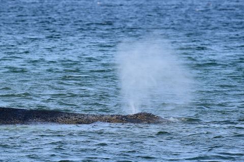 Der Buckelwal war Montagmorgen auf der Sandbank entdeckt worden. Foto: Daniel Bockwoldt/dpa