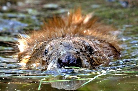Biber beim Schwimmen