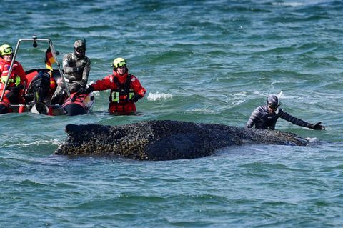Helfer machen sich ein Bild vom Zustand des am Timmendorfer Strand festsitzenden Wals