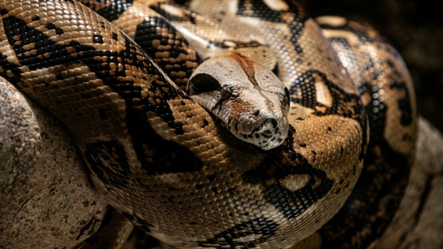 Boa in einem Zoo