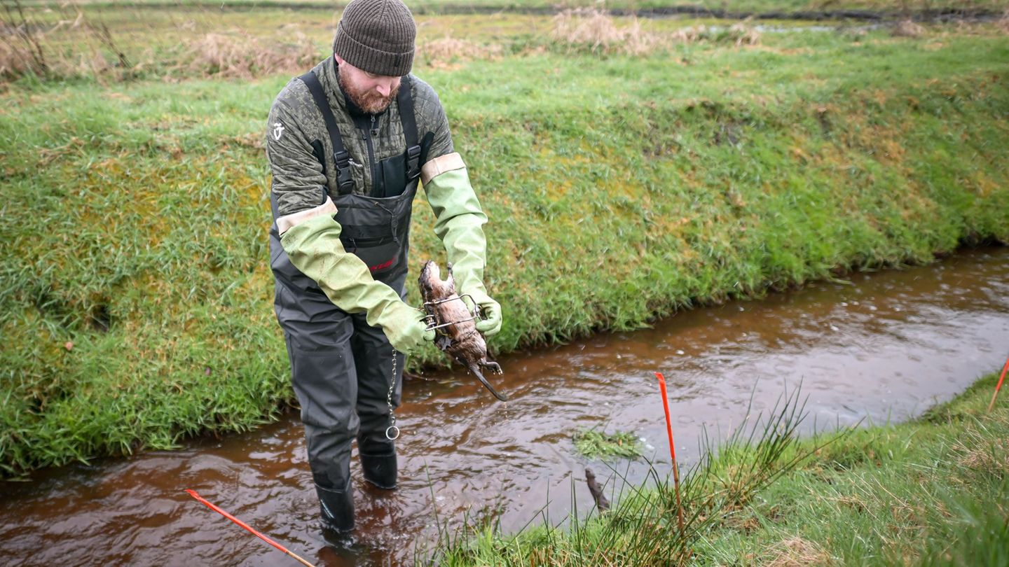 Deutsche und Niederländer sind im Grenzbereich auf der Suche nach Bisamen - hier Elmar Brinkhuis, Koordinator für Bisambekämpfun