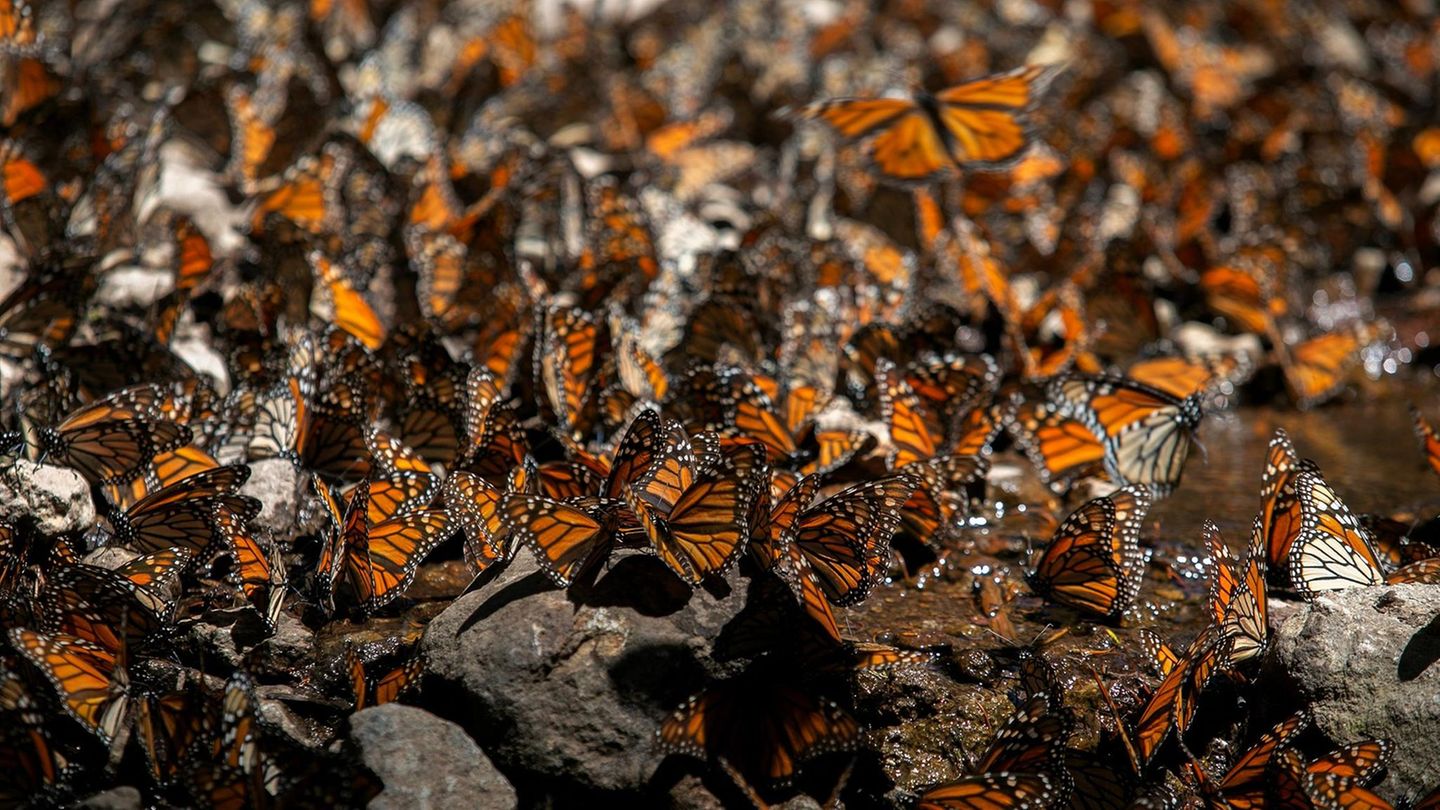 Ocampo, Mexiko. Im Schutzgebiet El Rosario versammeln sich Monarchfalter und verwandeln es in ein orangfarbenes Naturschauspiel. Die Schmetterlinge legen jedes Jahr mehrere Tausend Kilometer zurück, um dem kalten Winter in den USA und Kanada zu entfliehen und in den zentralmexikanischen Bergen zu überwintern.