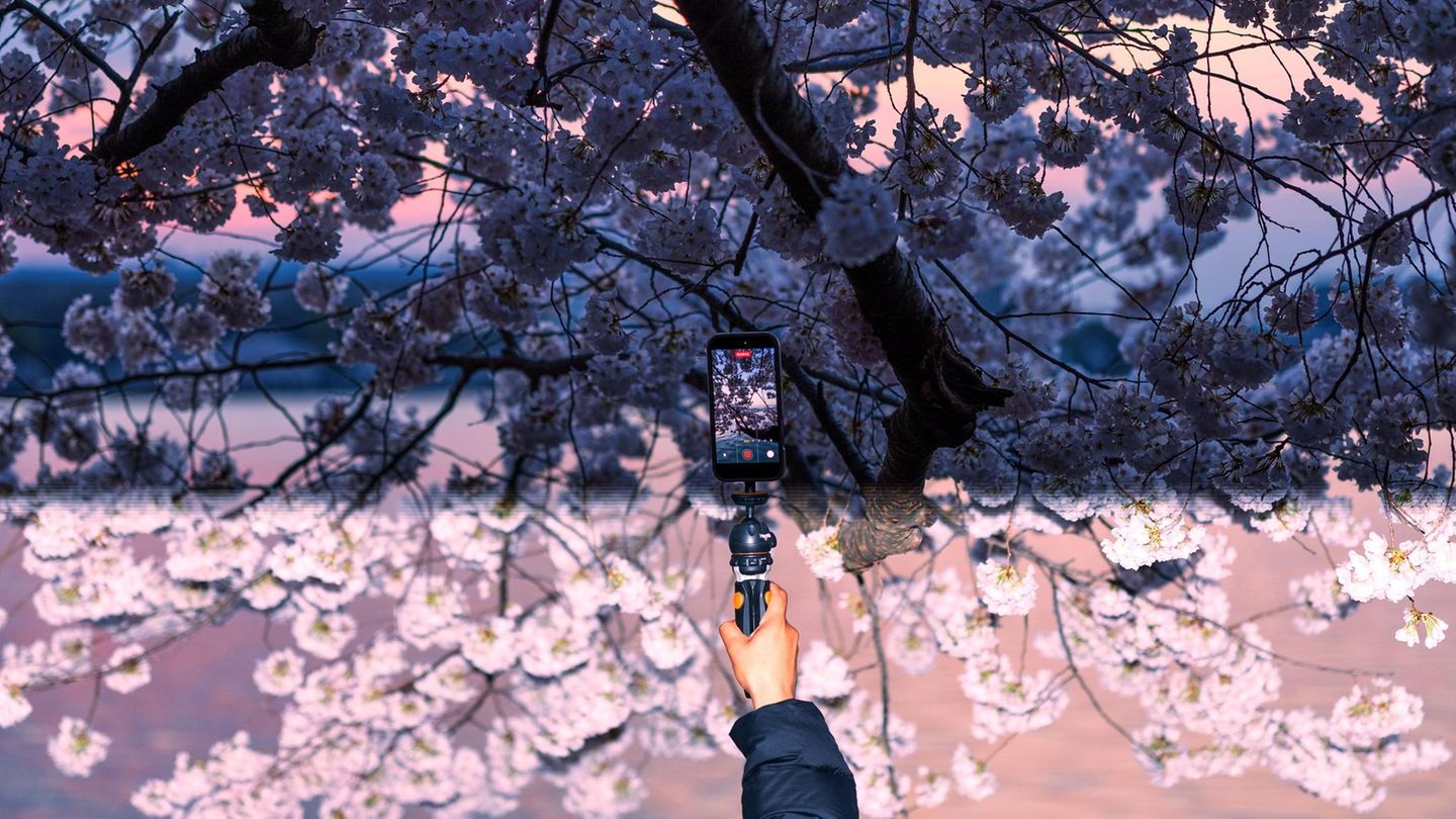 Washington D. C., Vereinigte Staaten. Die Kirschbäume am Tidal Basin erwachen im Frühling aus ihrem Winterschlaf und erstrahlen in voller Blüte. Nicht nur viele Augen, sondern auch ebenso viele Smartphonekameras erfassen das rosa Blütenmeer. Die Blüte der Bäume – ein Geschenk aus Japan – lockt jährlich Tausende Besucher an.