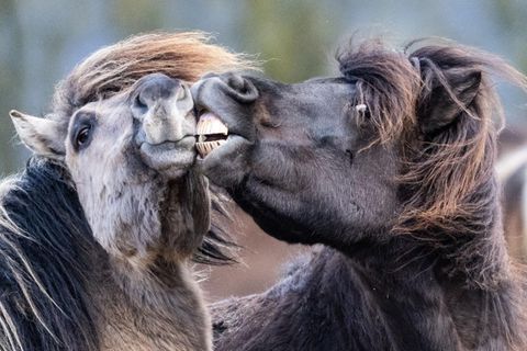 Wehrheim, Deutschland. Diese Islandpferde dürften von den Temperaturen von etwa vier Grad kaum beeindruckt sein. Die Tiere sind für ihre Widerstandsfähigkeit bekannt. Sie rangeln in der kühlen Märzluft auf ihrer Koppel im Taunus und verteilen dabei auch mal einen „Pferdekuss”.
