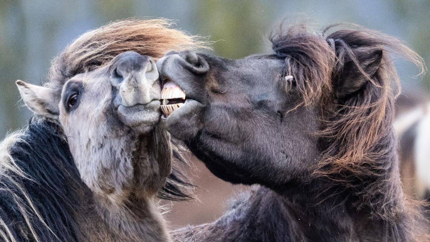 Wehrheim, Deutschland. Diese Islandpferde dürften von den Temperaturen von etwa vier Grad kaum beeindruckt sein. Die Tiere sind für ihre Widerstandsfähigkeit bekannt. Sie rangeln in der kühlen Märzluft auf ihrer Koppel im Taunus und verteilen dabei auch mal einen „Pferdekuss”.